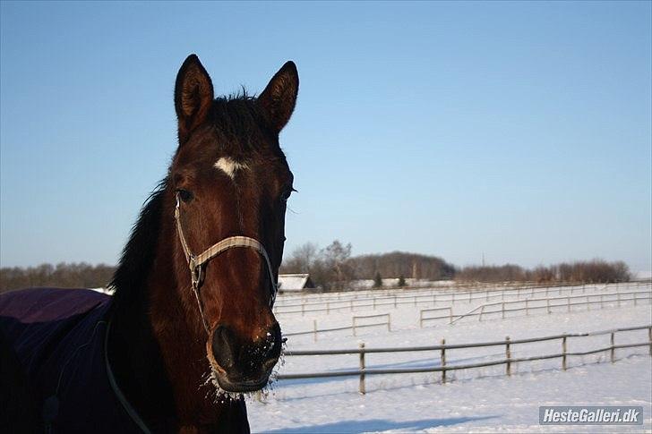 Dansk Varmblod Bakkens Chiquita (Baby) - Chiquita som 2-års billede 4