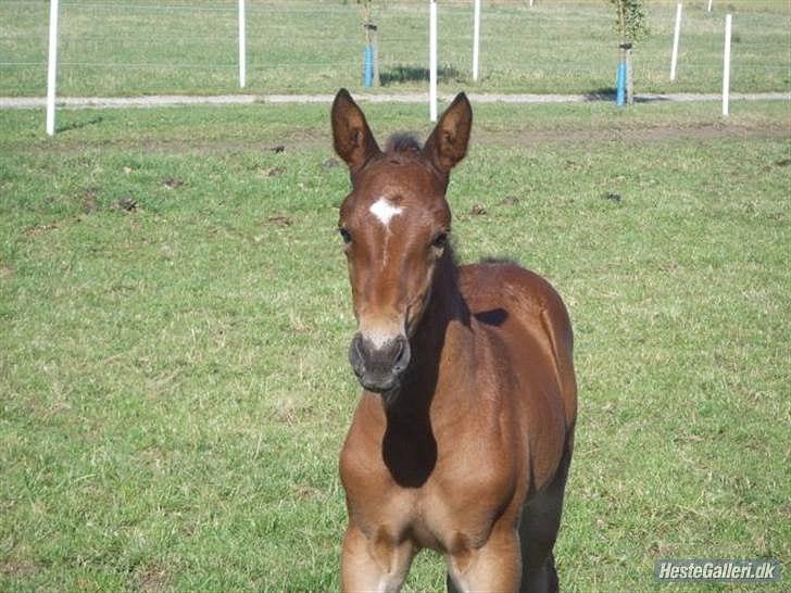 Dansk Varmblod Bakkens Chiquita (Baby) - Da jeg var lille billede 2