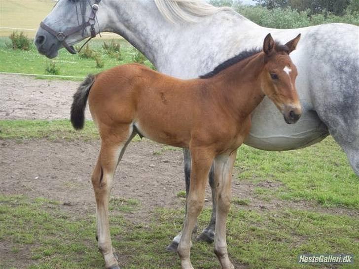 Dansk Varmblod Bakkens Chiquita (Baby) - Føl billede 3