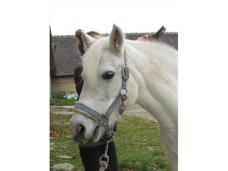 {{currentPhoto.altText}} billede {{currentPhoto.number}}