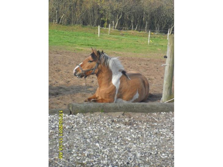 {{currentPhoto.altText}} billede {{currentPhoto.number}}