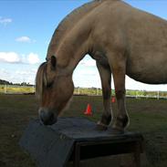 Fjordhest Shiva Rannerupgaard