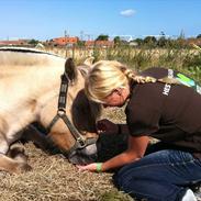 Fjordhest Shiva Rannerupgaard