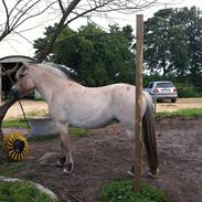 Fjordhest Shiva Rannerupgaard