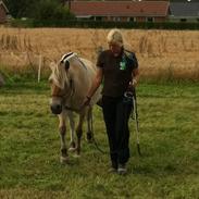 Fjordhest Shiva Rannerupgaard