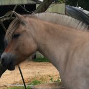 Fjordhest Shiva Rannerupgaard