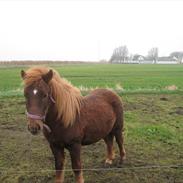 Anden særlig race Viktor