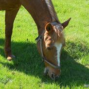 Anden særlig race Hur's Blundy *my soulmate* R.I.P