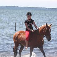 Anden særlig race Hur's Blundy *my soulmate* R.I.P