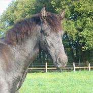 Mangalarga Marchador Libertina vom Cassenhof