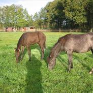 Mangalarga Marchador Libertina vom Cassenhof