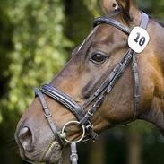 Anden særlig race Wingman 