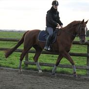 Anden særlig race Victor-Ree