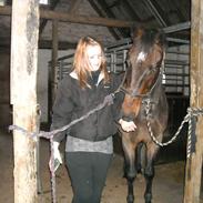 Dansk Varmblod Fakir's Nemo