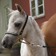 Amerikansk Miniature Teglmosen's Pandora Whiz