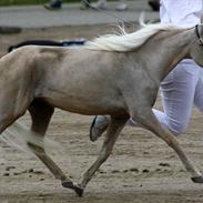 Amerikansk Miniature Teglmosen's Pandora Whiz