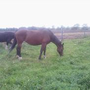 Dansk Varmblod keshia gamborg