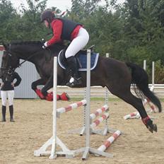 New Forest Holmens Sir Bastian *Solgt*