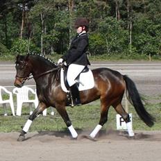 New Forest Holmens Princess