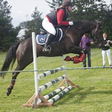 New Forest Holmens Sir Bastian