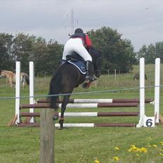 New Forest Holmens Sir Bastian