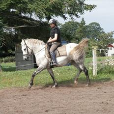 Anden særlig race Valten