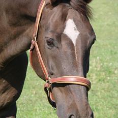 Dansk Varmblod Lindehøjs Reisi