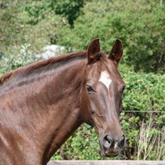 Dansk Varmblod Lindehøjs Reisi