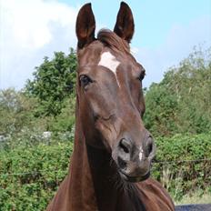 Dansk Varmblod Lindehøjs Reisi
