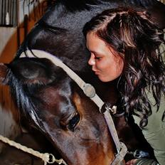 Dansk Varmblod Challenger