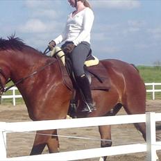 Dansk Varmblod Fairytale †