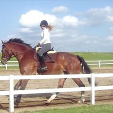 Dansk Varmblod Fairytale †