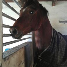 Dansk Varmblod Fairytale †