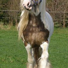 Irish Cob Welsh Warrior AVLSHINGST