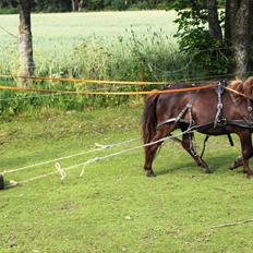 Anden særlig race Malou<3 