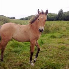 Anden særlig race Frk. Smilla