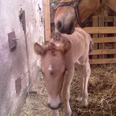 Anden særlig race Frk. Smilla