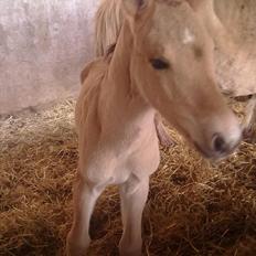 Anden særlig race Frk. Smilla