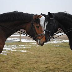 Tysk Varmblod Bjerglunds Wiska