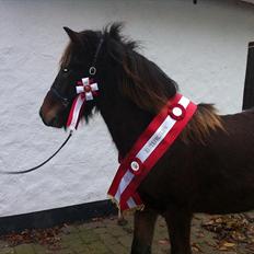 Islænder Magnús fra Töftum