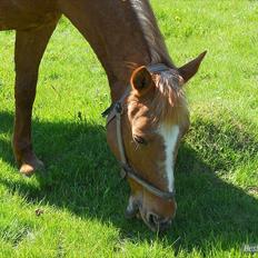 Anden særlig race Hur's Blundy *my soulmate* R.I.P