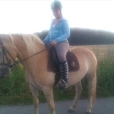 Haflinger Alida