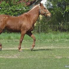 Anden særlig race Hur's Blundy *my soulmate* R.I.P