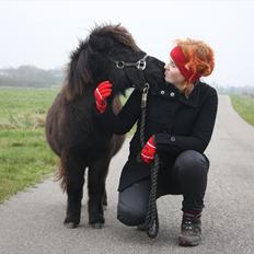 Shetlænder Ejstrups Mirakel