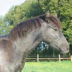 Mangalarga Marchador Libertina vom Cassenhof