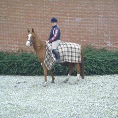 Hollandsk Sportspony Brenco