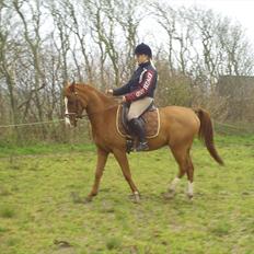 Hollandsk Sportspony Brenco