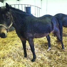 Anden særlig race Lisette ( tilridning)