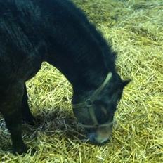 Anden særlig race Lisette ( tilridning)