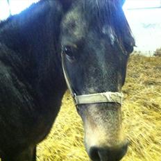 Anden særlig race Lisette ( tilridning)